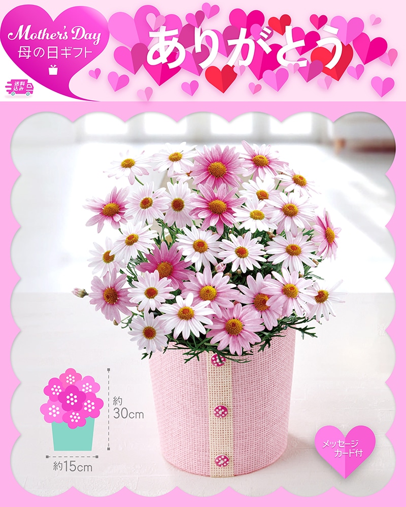 母の日 マーガレット さくらべーる 81001 TMDS10111 26MDS 送料込み