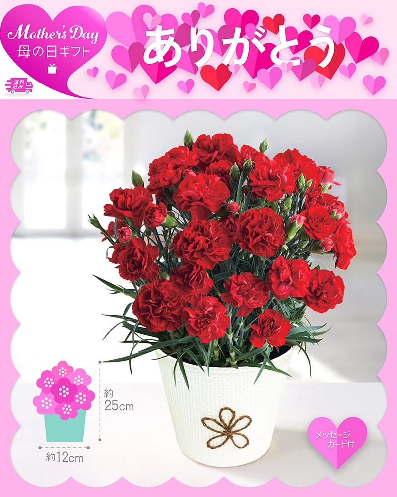 母の日 カーネーション 感謝の気持ち 81002 TMDS10112 26MDS 送料込み