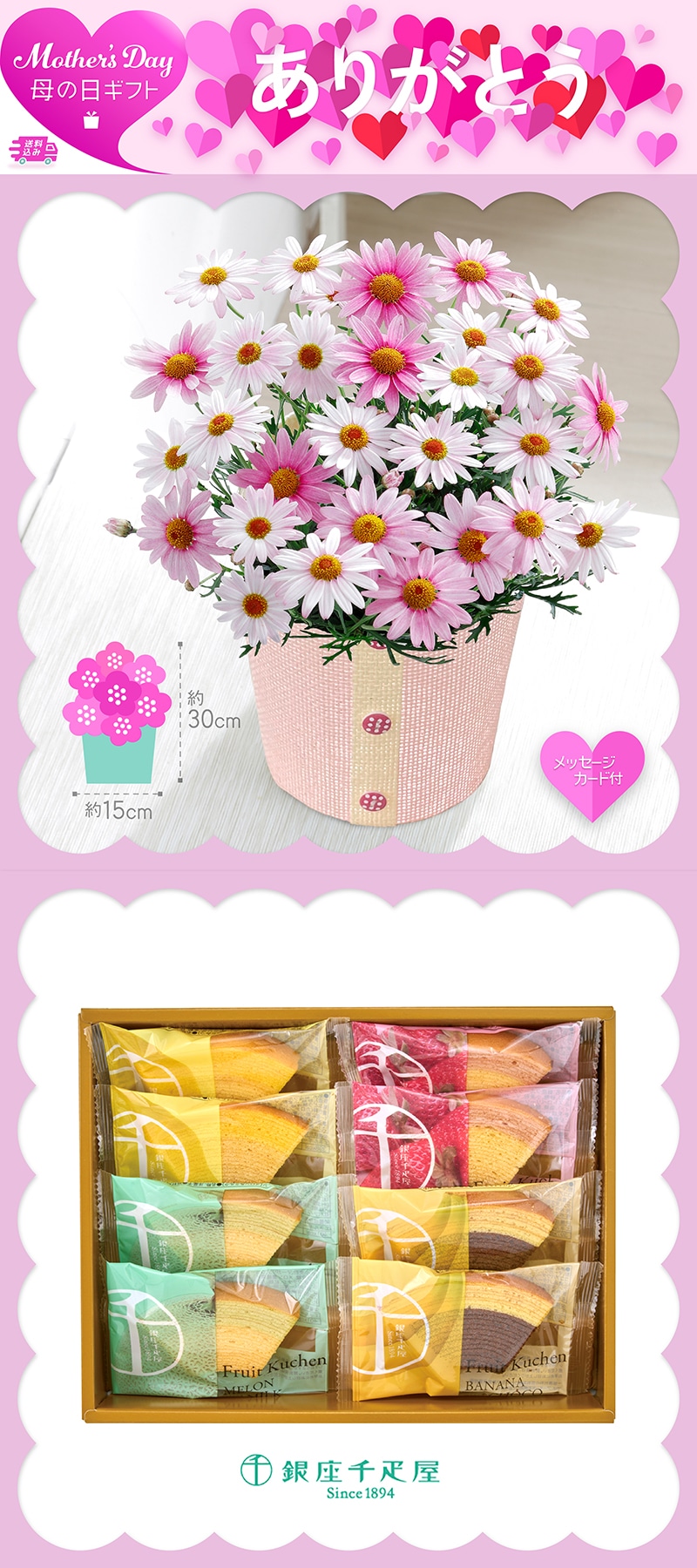 母の日 マーガレット 《さくらべーる》と「銀座千疋屋」銀座フルーツクーヘン 81009 TMDS10119 26MDS 送料込み