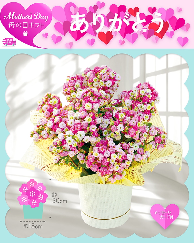 母の日 カランコエ メイリーブーケ 81011 TMDS10121 26MDS 送料込み