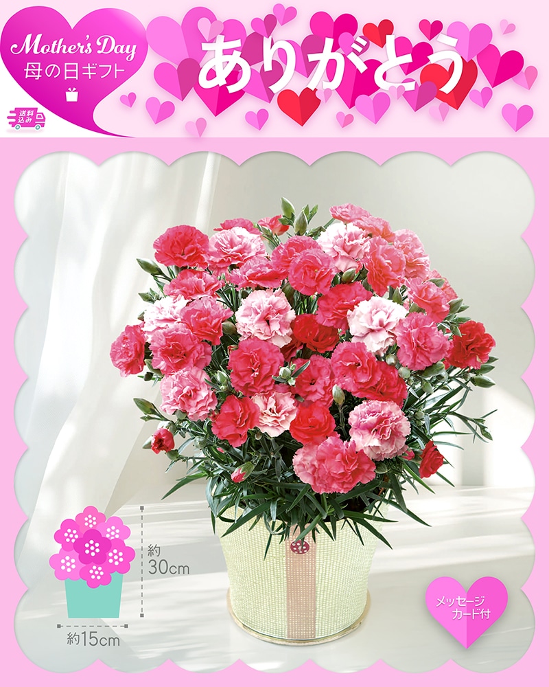 母の日 カーネーション さくらもなか 81012 TMDS10122 26MDS 送料込み