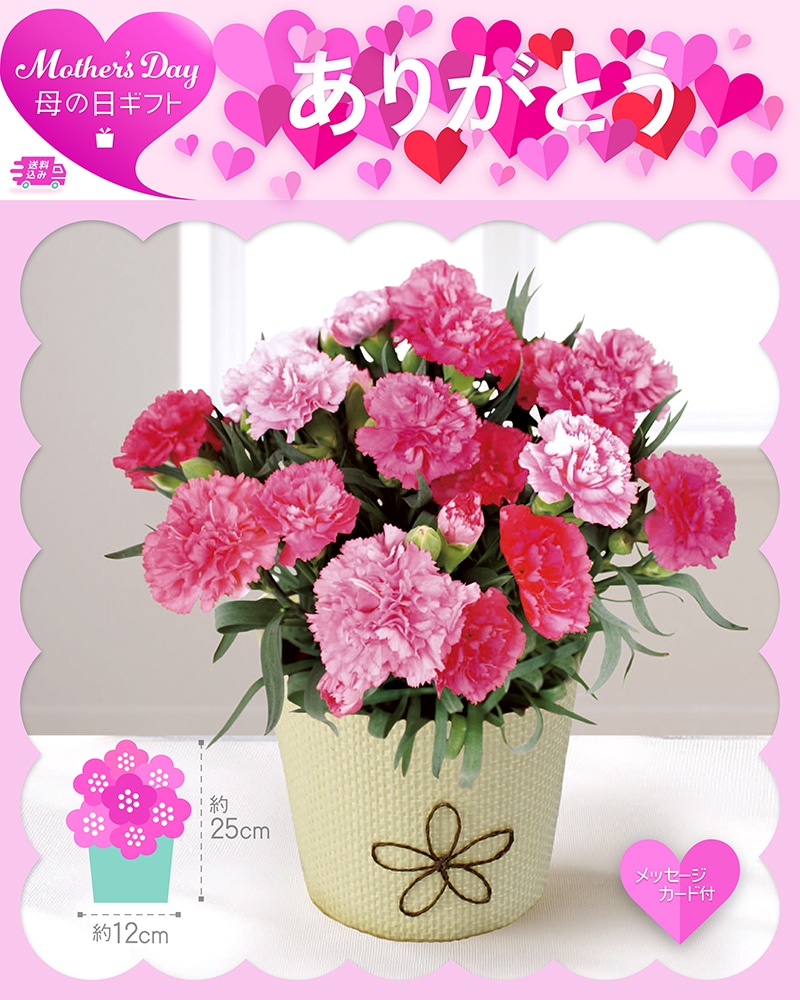 母の日 カーネーション ホットハート 81013 TMDS10123 26MDS 送料込み