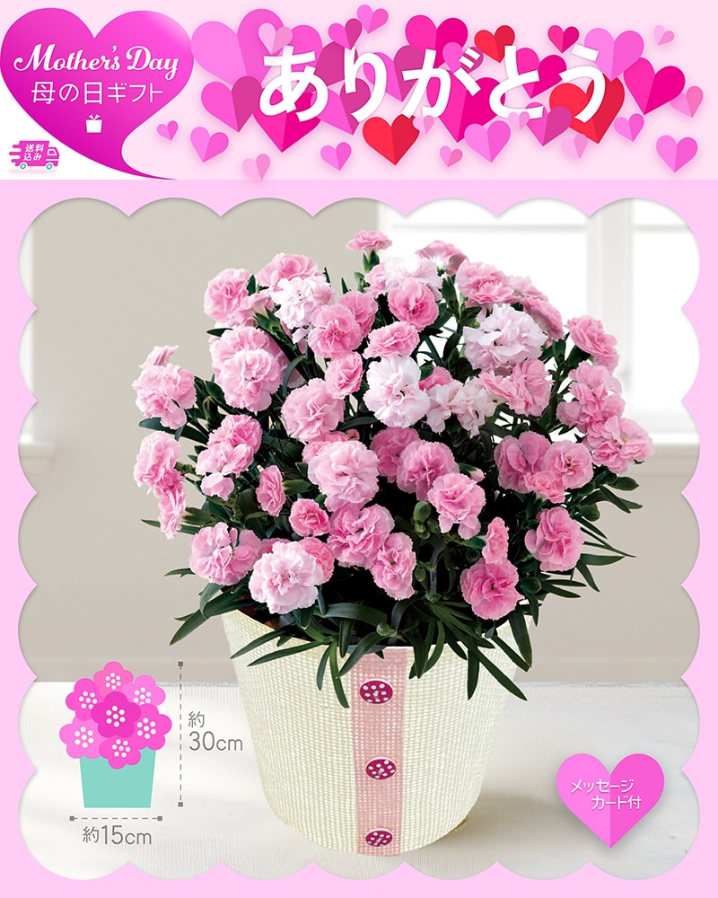 母の日 カーネーション バンビーノ 81014 TMDS10124 26MDS 送料込み