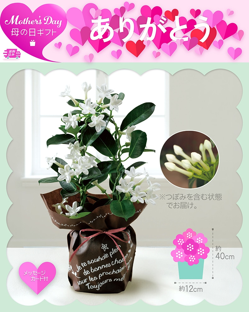 母の日 マダガスカルジャスミン 81015 TMDS10125 26MDS 送料込み