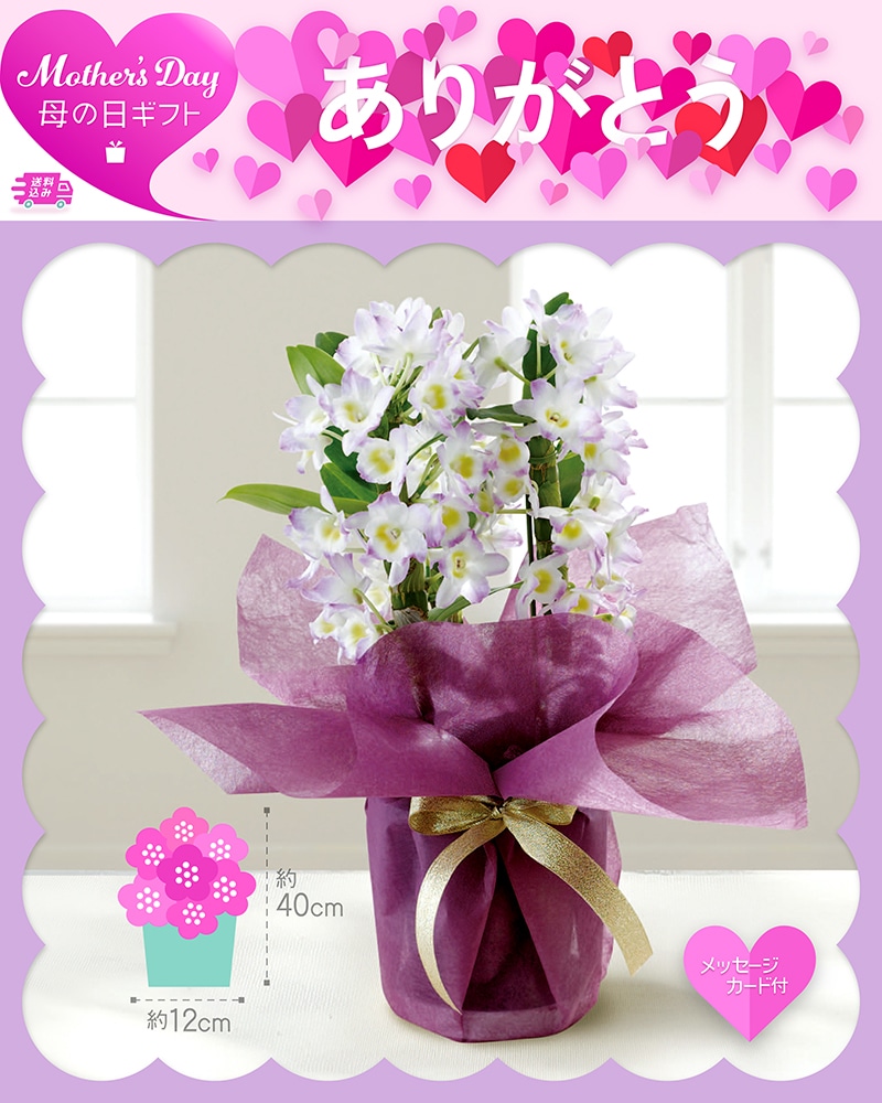 母の日 デンドロビウム 桃系 81016 TMDS10126 26MDS 送料込み