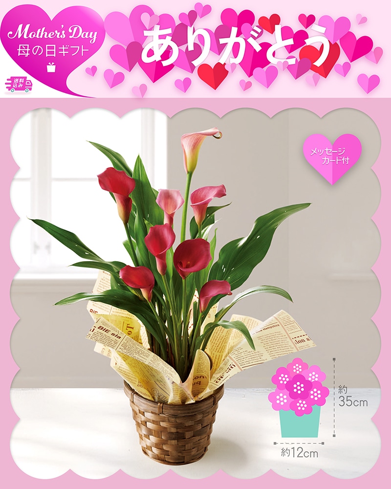 母の日 カラー チェリーソルベ 81017 TMDS10127 26MDS 送料込み