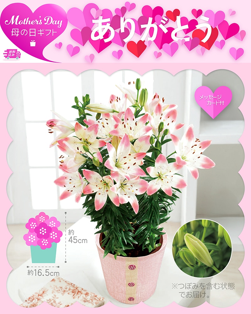 母の日 ユリ シュガーラブ 81018 TMDS10128 26MDS 送料込み