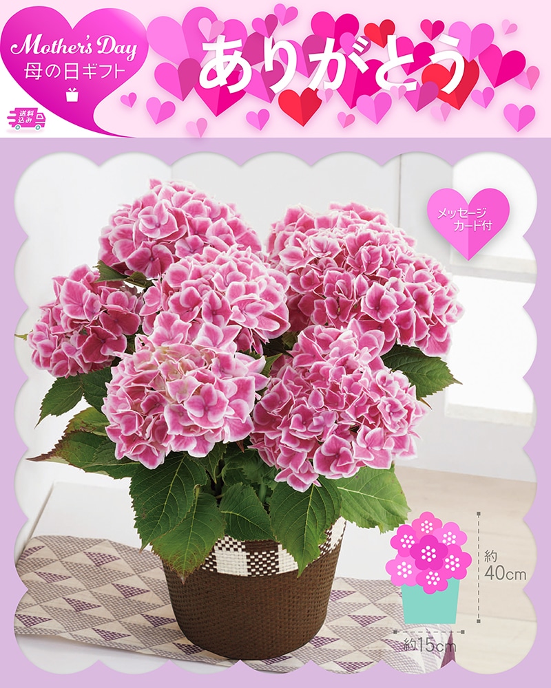 母の日 アジサイ ファーストレディ 81019 TMDS10129 26MDS 送料込み