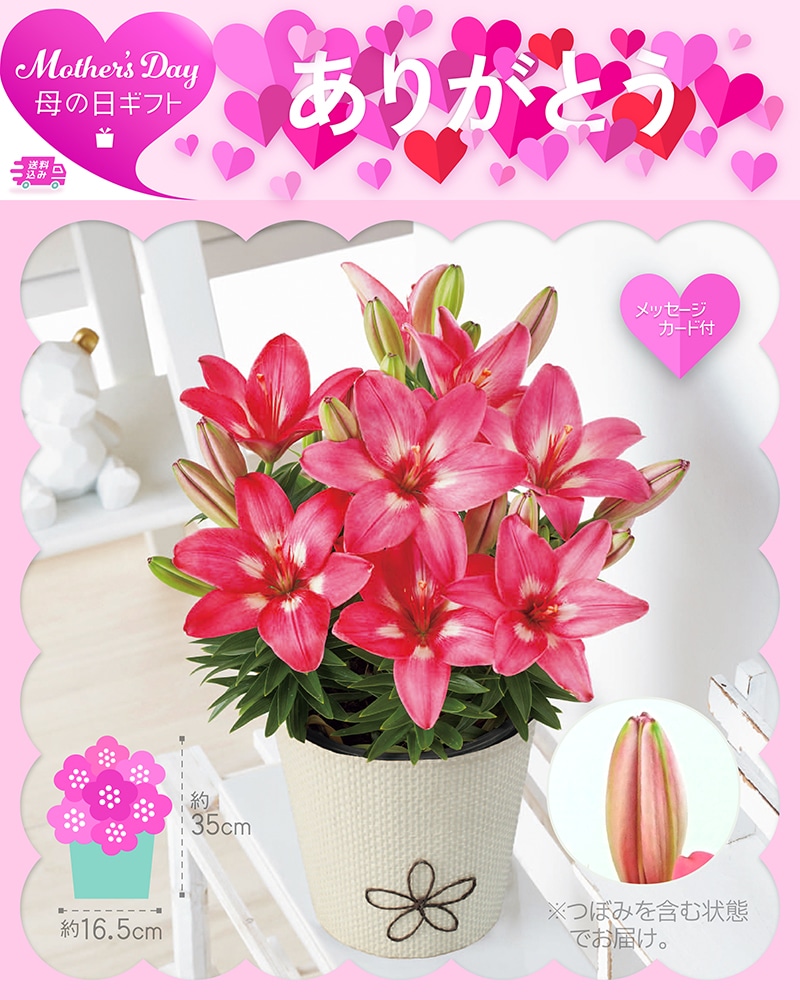 母の日 ユリ ロザリン 81020 TMDS10130 26MDS 送料込み