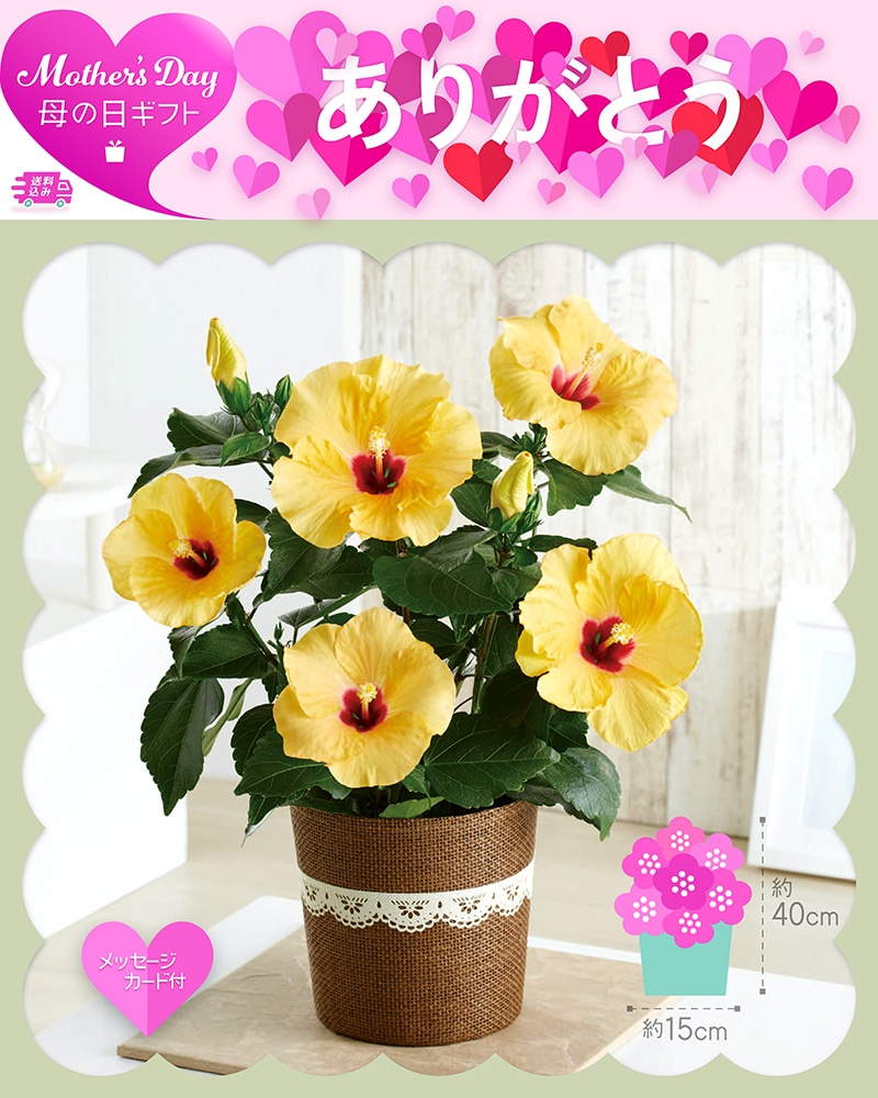 母の日 ハイビスカス アドニスイエロー 81021 TMDS10131 26MDS 送料込み