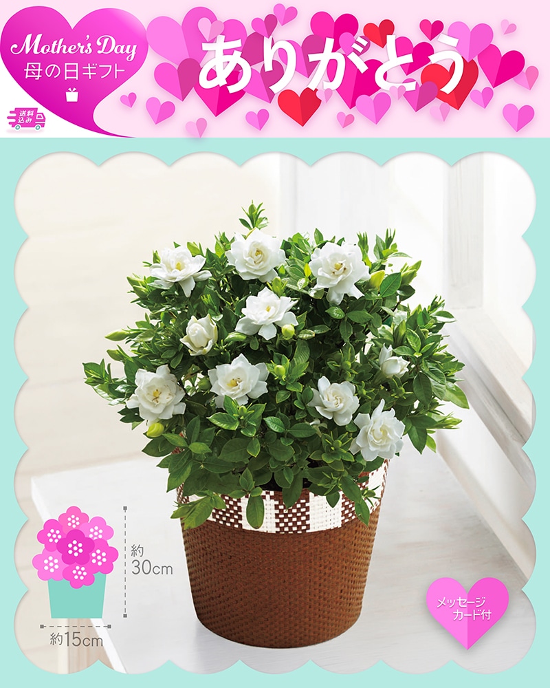 母の日 ガーデニア 81022 TMDS10132 26MDS 送料込み