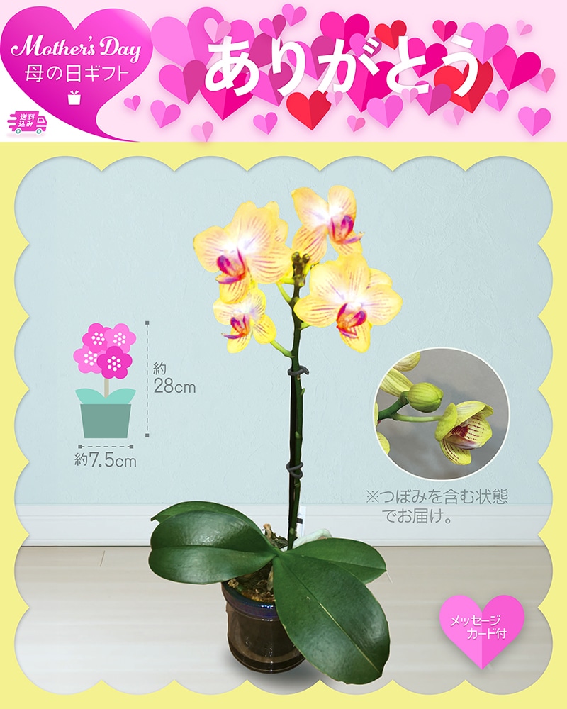 母の日 マイクロ胡蝶蘭 ゴールドベイビー 81023 TMDS10133 26MDS 送料込み