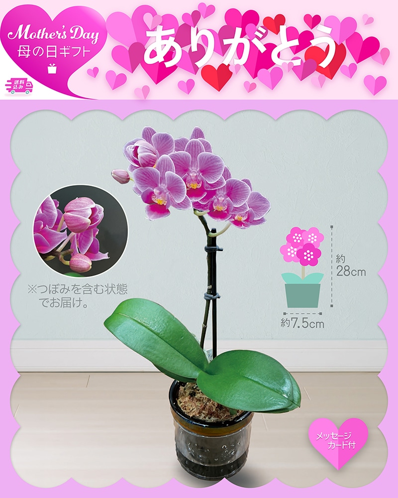 母の日 マイクロ胡蝶蘭 ピコ 81024 TMDS10134 26MDS 送料込み