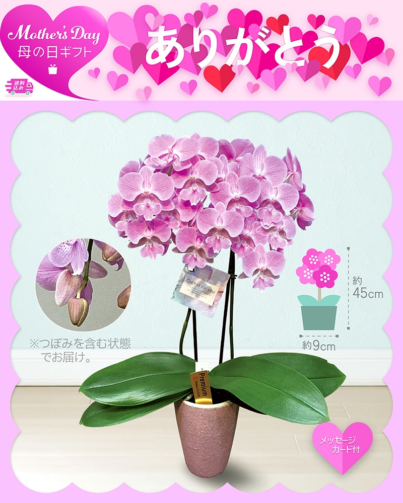 母の日 胡蝶蘭 ビックリップキティ 81025 TMDS10135 26MDS 送料込み