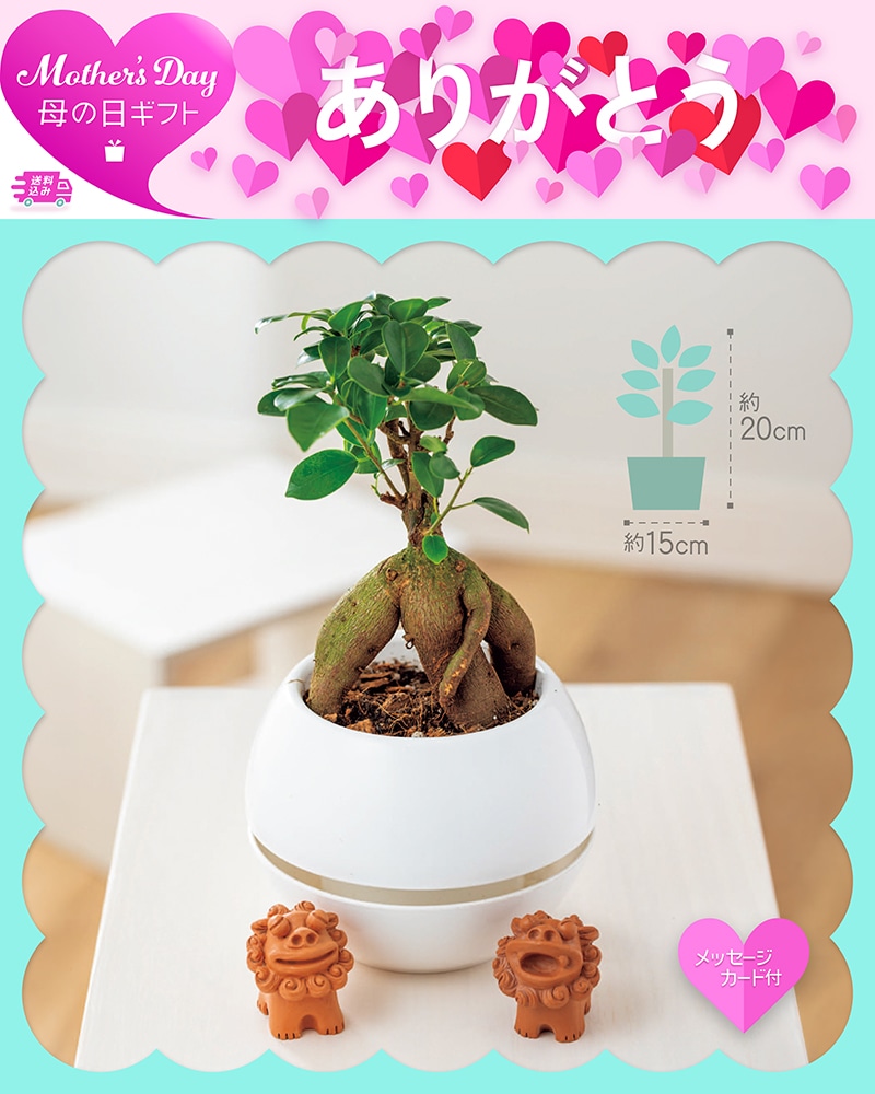 母の日 ガジュマル シーサー 81030 TMDS10140 26MDS 送料込み