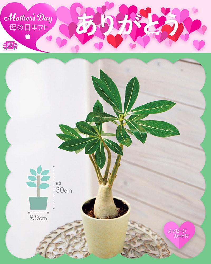 母の日 アデニウム 81031 TMDS10141 26MDS 送料込み