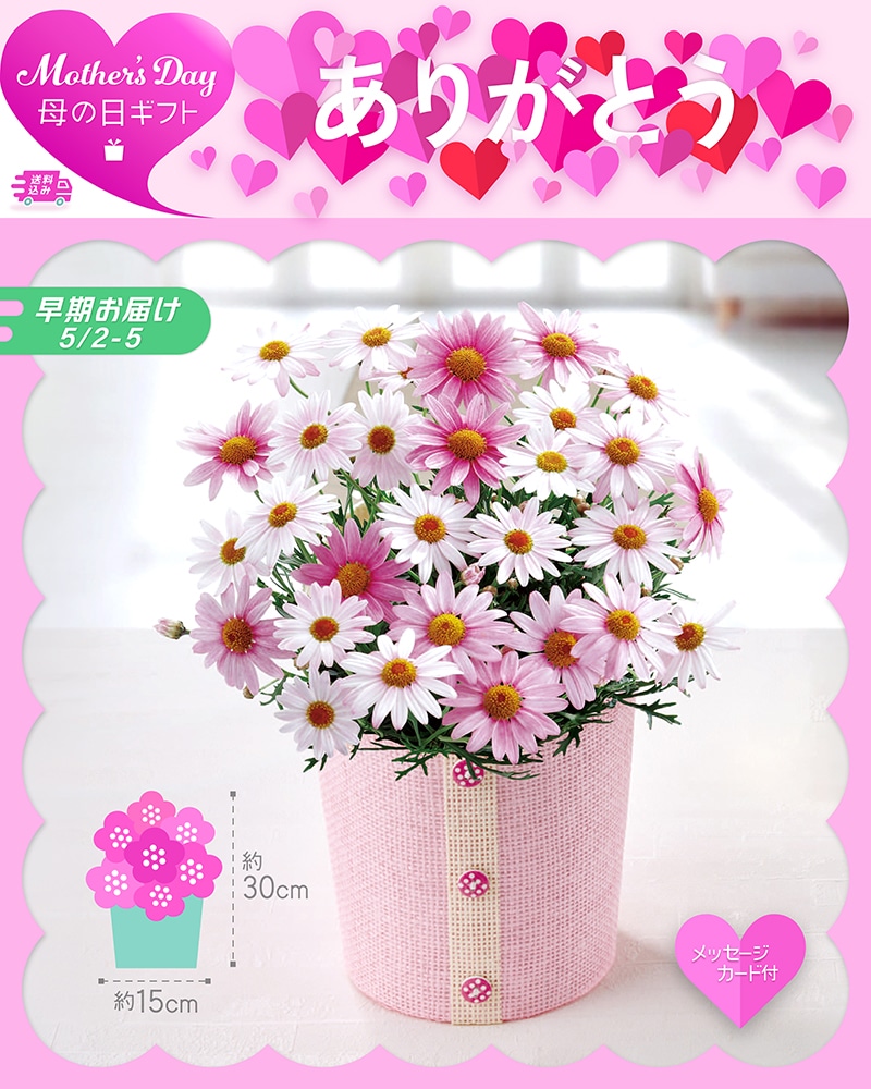 【早期お届け】 母の日 マーガレット さくらべーる 71001 TMDS10107 26MDS 送料込み