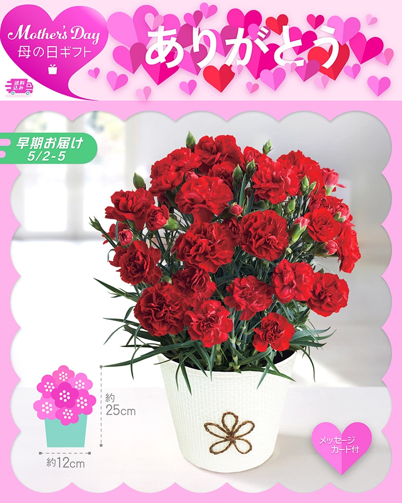 【早期お届け】 母の日 カーネーション 感謝の気持ち 71002 TMDS10108 26MDS 送料込み